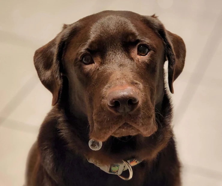 Milo’s Spinal Surgery Success Dr Andrew Levien