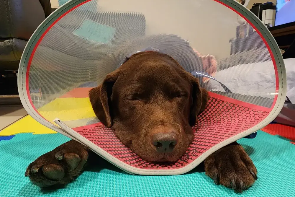 Milo’s Spinal Surgery Success Dr Andrew Levien