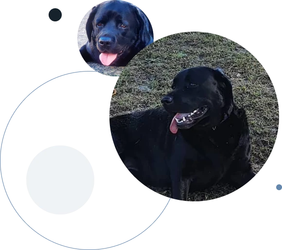 total hip replacement